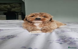 Mixed Breed dogs for sale: Westipoo - Image 6
