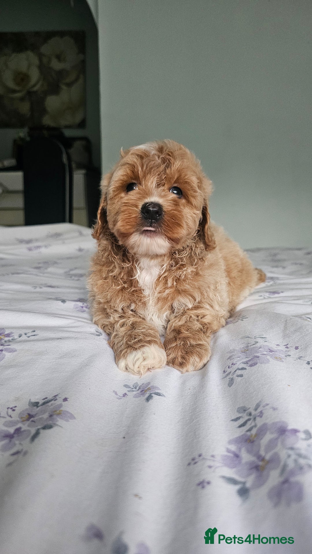 Mixed Breed dogs for sale: Westipoo - Image 6