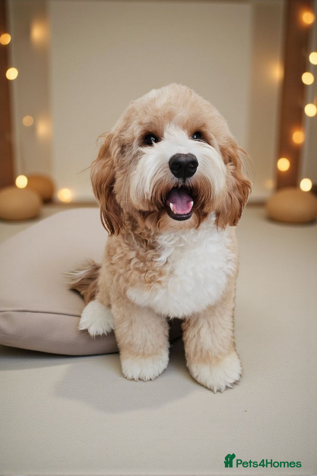 Cockapoo dogs for stud: Hip 0/0🌟 Elbow 0/0🌟 Australian Labradoodle - Advert 17