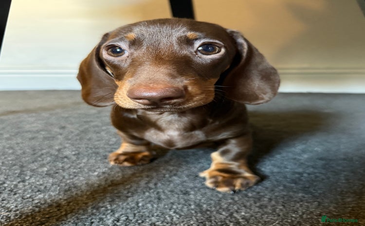 Miniature Dachshund dogs - Advert 4