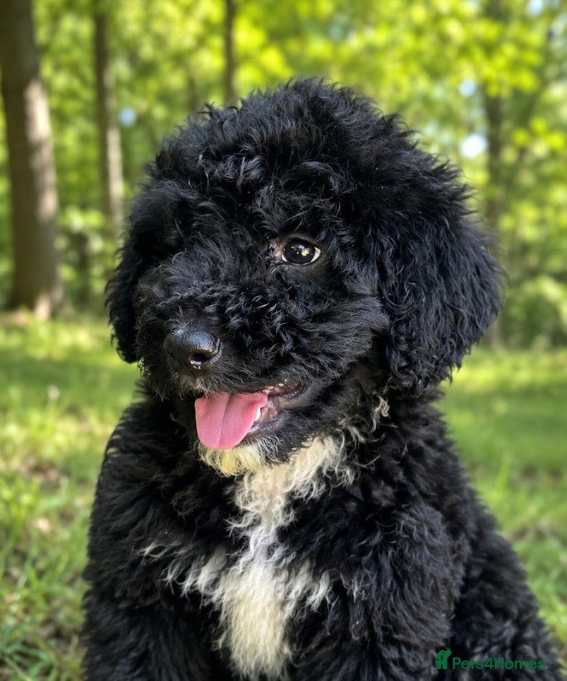 Bernedoodle dogs standard F1 Bernadoodles black/white 1600  - Advert 1