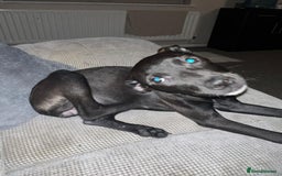 Mixed Breed dogs for sale: Beautiful puppy nova  - Image 5