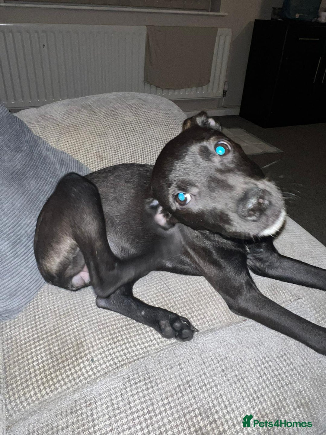 Mixed Breed dogs for sale: Beautiful puppy nova  - Image 5