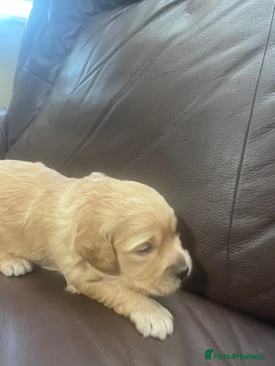 Mini Goldendoodle dogs for sale: Mini Goldendoodles. Pedigree health tested parents in Brough - Advert 2