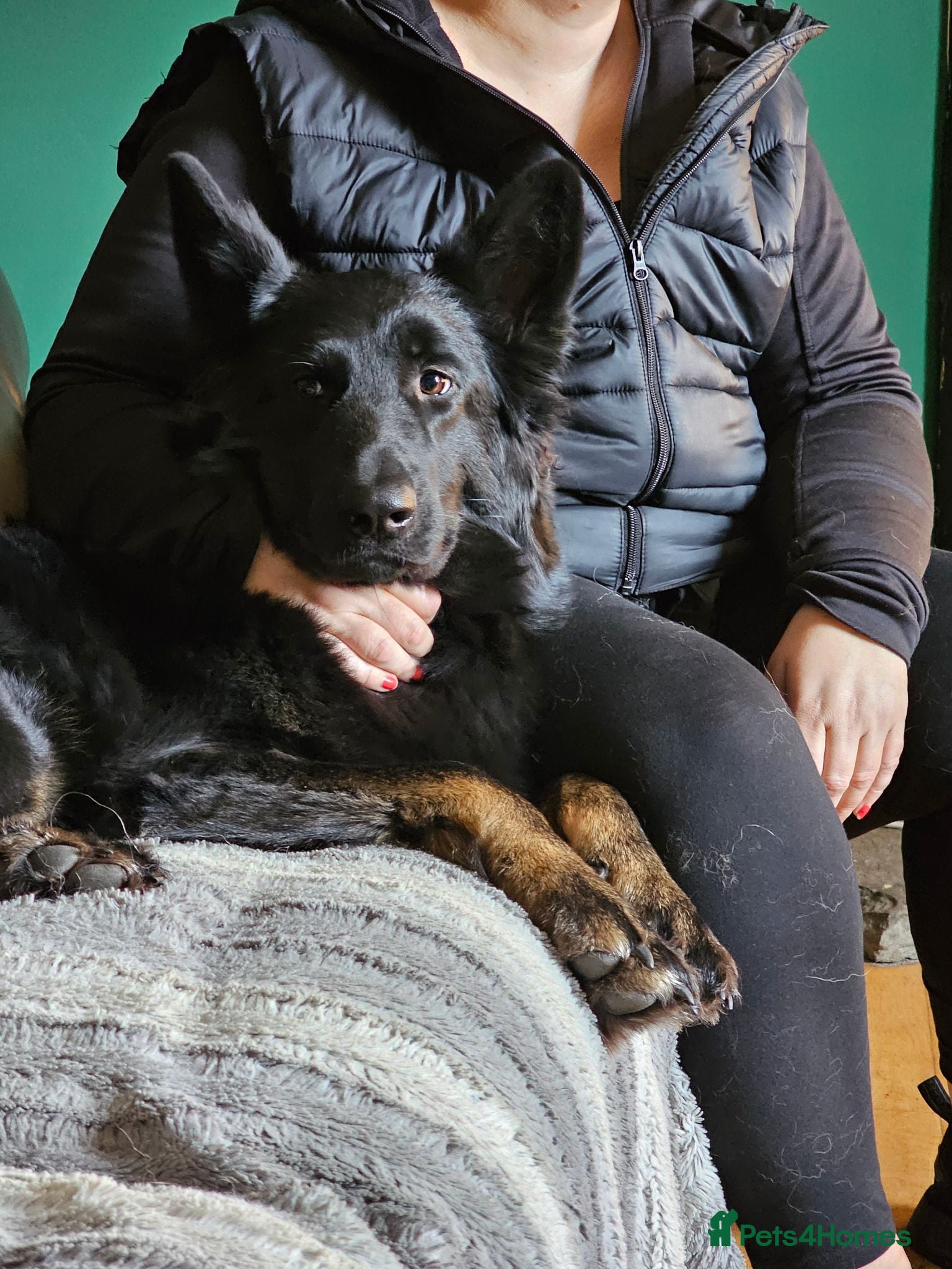 German Shepherd dogs A Healthy Litter Of 7 German Shepherds - Advert 2