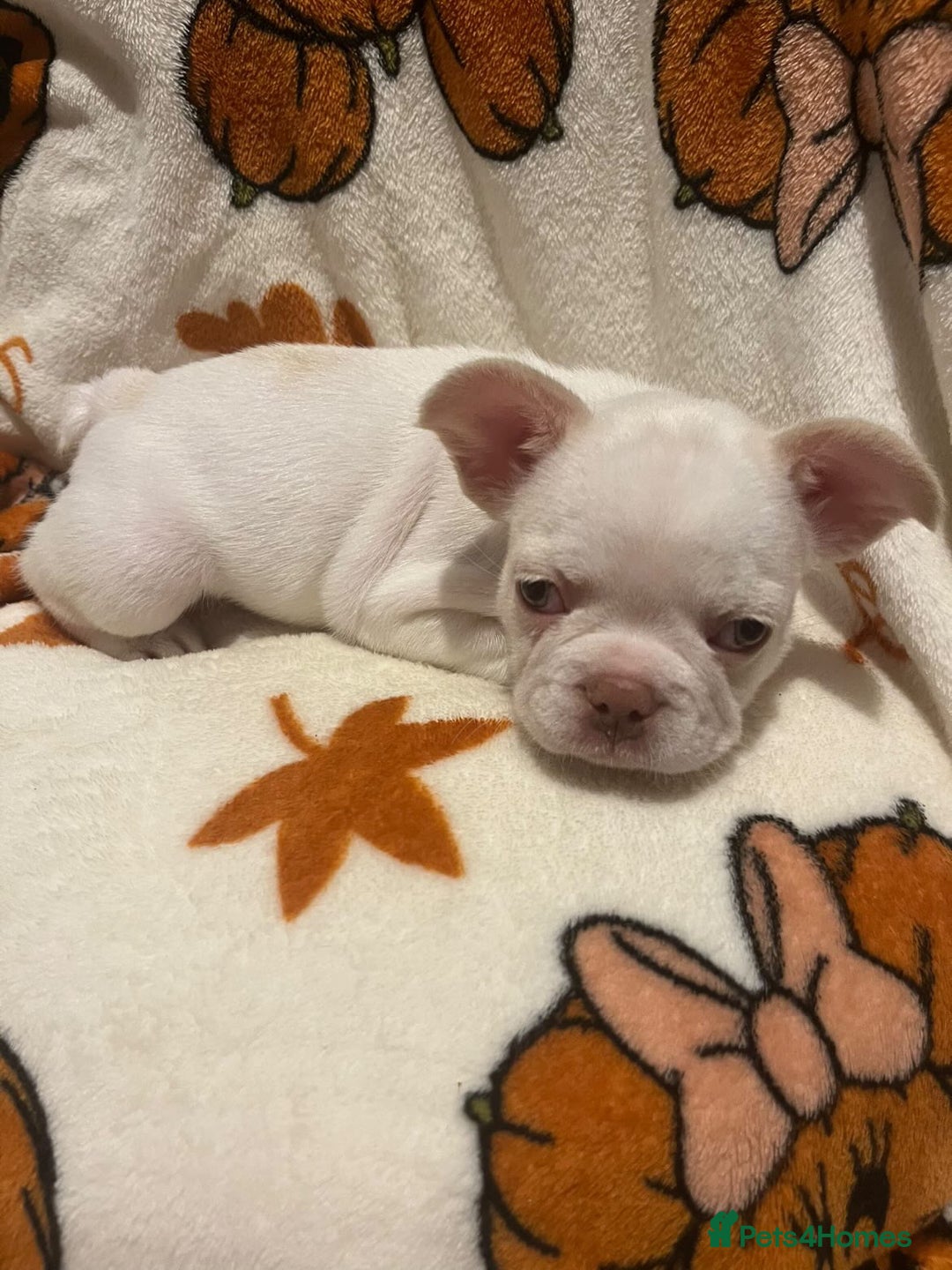 French Bulldog dogs for sale: QUALITY FRENCH BULLDOGS  - Image 3
