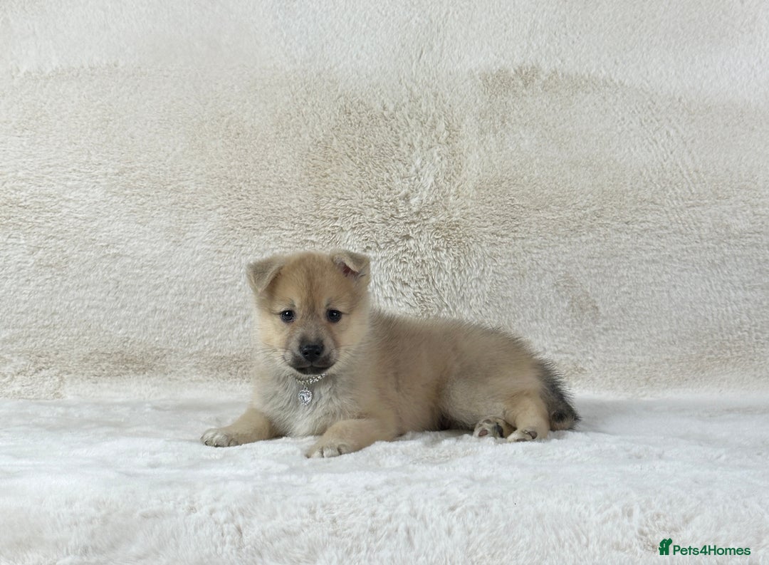 Pomsky dogs for sale: Stunning blue eyes f3 Pomsky puppies for sale - Advert 19