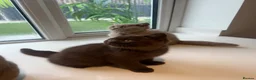 British Shorthair cats for sale: Chocolate and lilac British short hair kittens in Aylesford - Advert 7