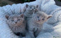 Russian Blue cats for sale: Pure Russian Blue Kittens - Image 11