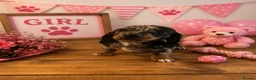 Miniature Dachshund dogs for sale: ** PRA CLEAR MINI DACHSHUND PUPPIES ** - Advert 3