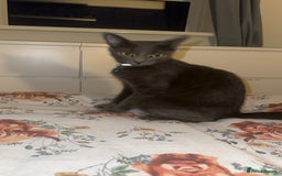 Mixed Breed cats for sale: Simba ( free to a good home )  - Image 1
