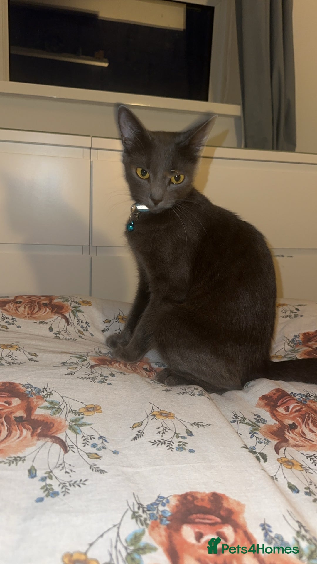 Mixed Breed cats for sale: Simba ( free to a good home )  - Image 1