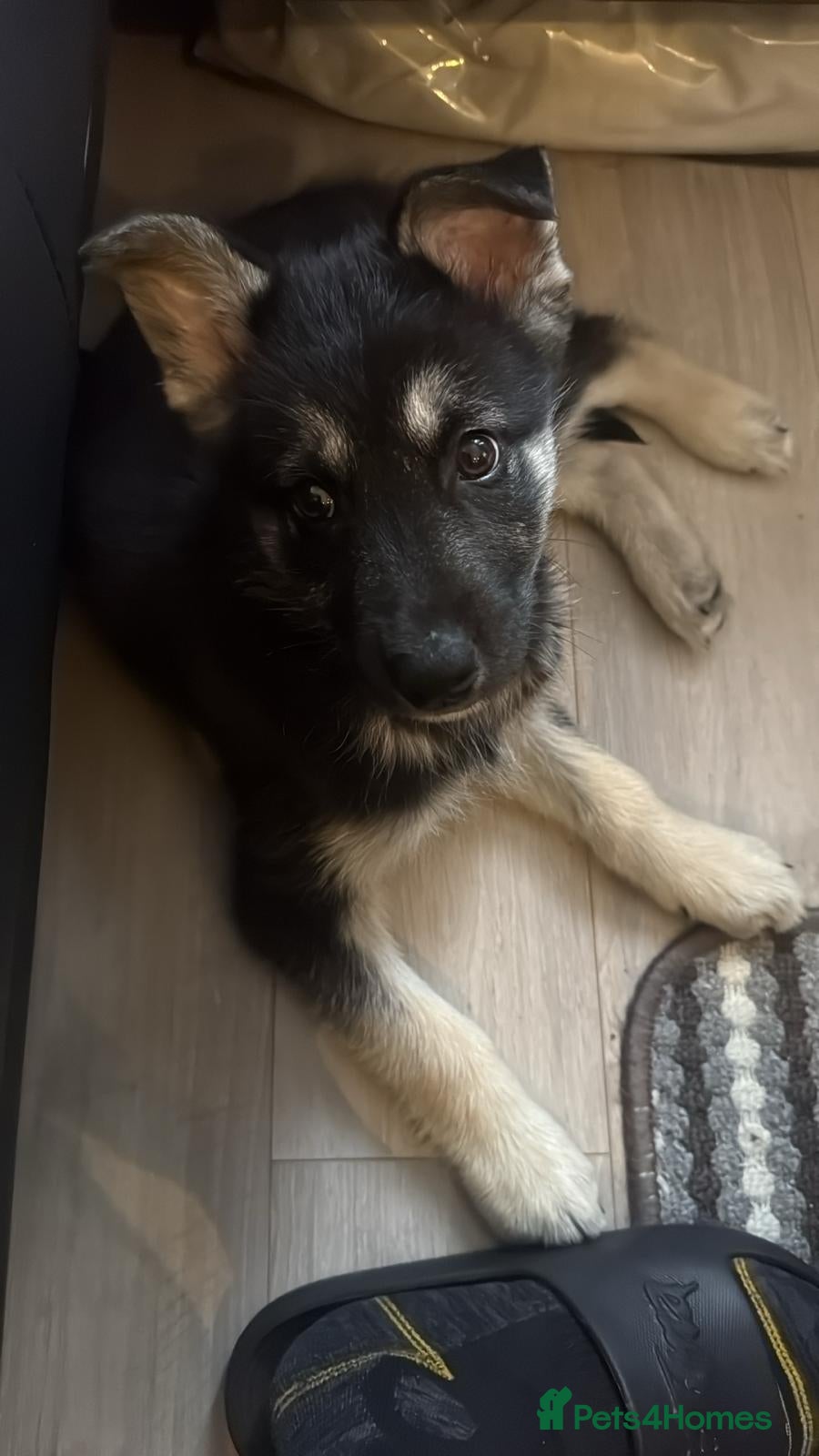 Siberian Husky dogs Siberian husky male puppy sale in London - Advert 2