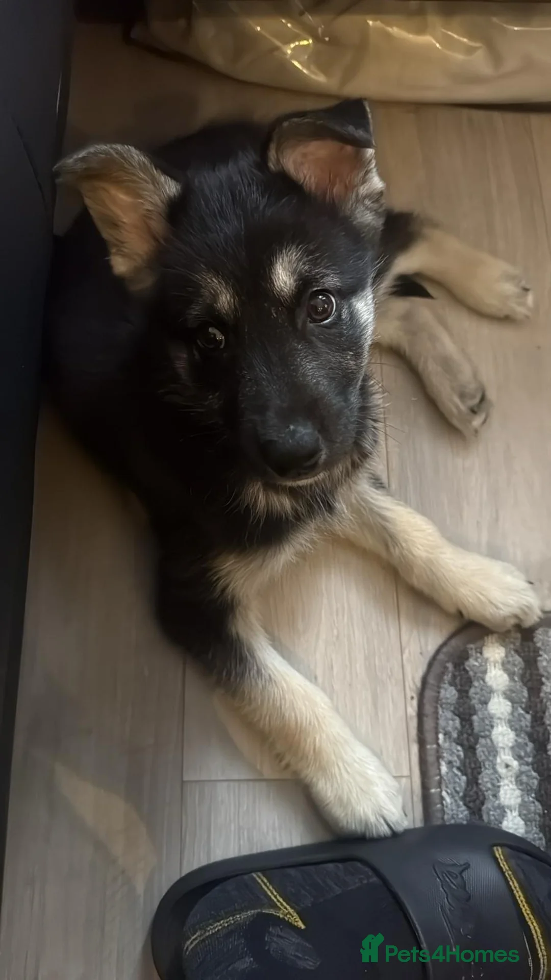 Siberian Husky dogs for sale: Siberian husky male puppy sale in London - Advert 1