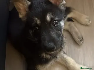 Siberian Husky dogs Siberian husky male puppy sale in London - Advert 2