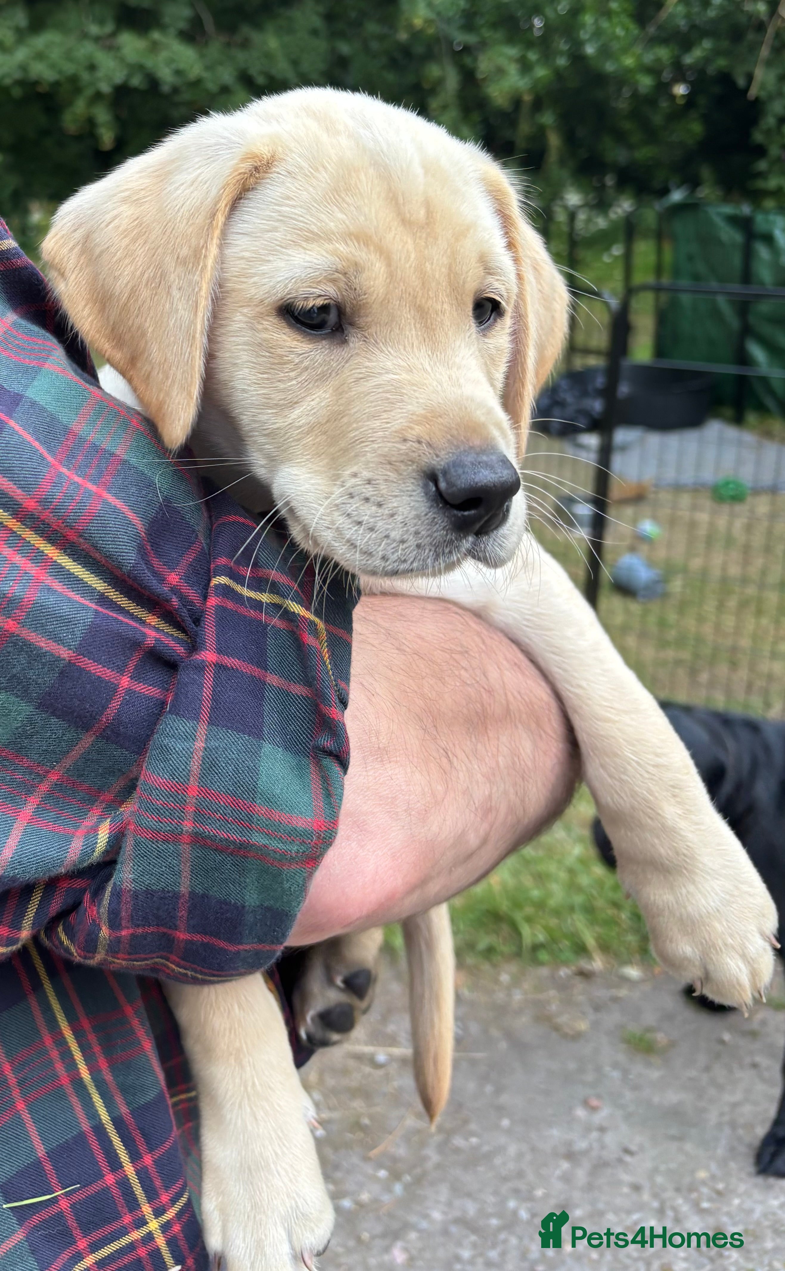 Labrador Retriever dogs KC Registered Labrador Puppies - Advert 2