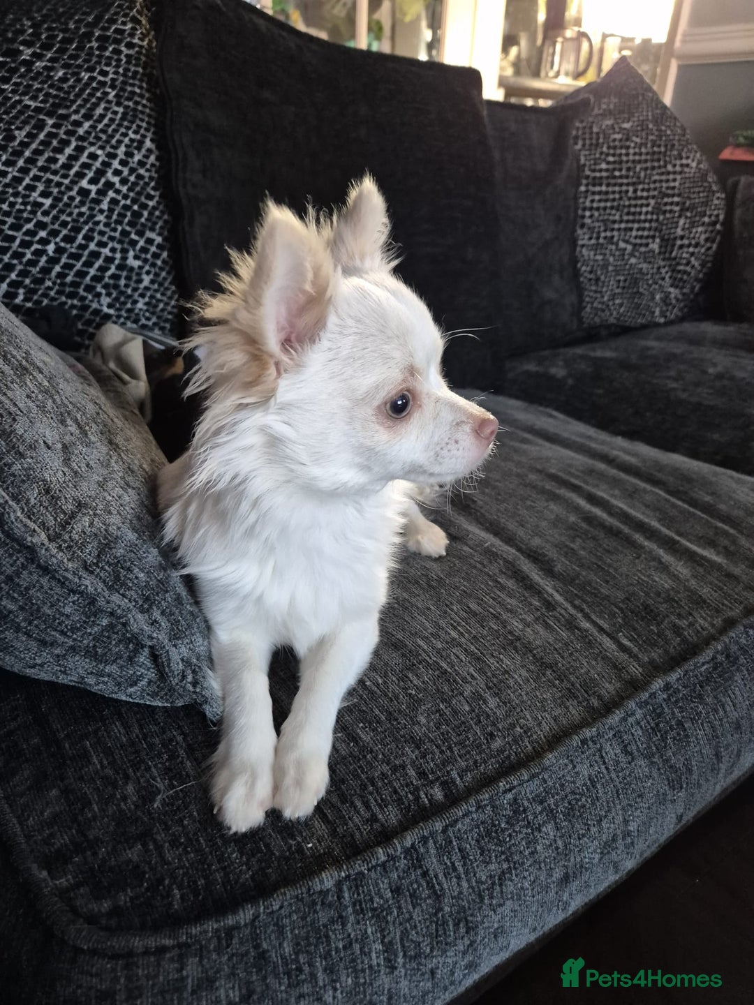Chihuahua dogs for sale: Long haired Cream and White boy - Advert 3