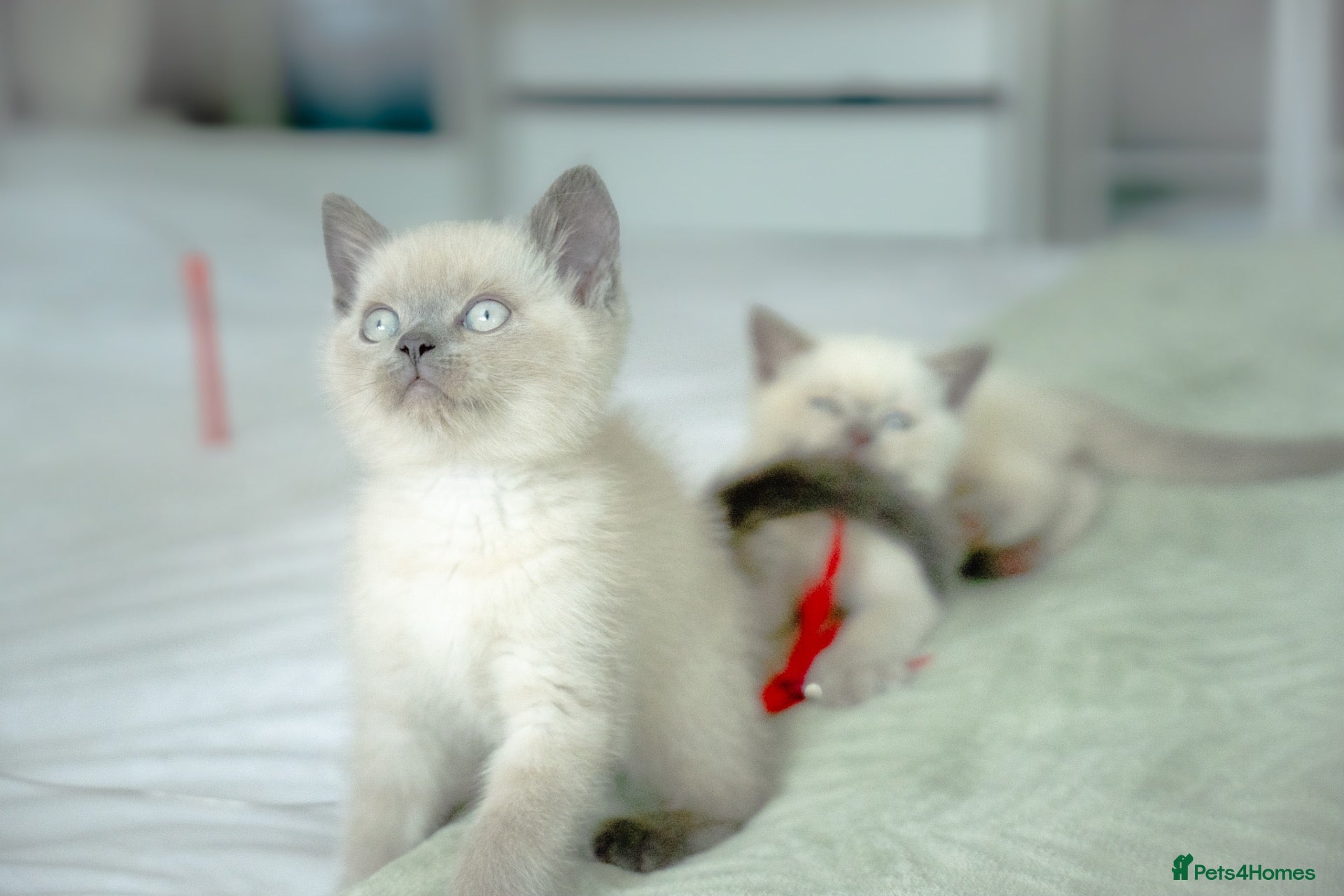 British Shorthair cats 💙 STUNNING Blue Colourpoint BSH kittens 💙 - Advert 3