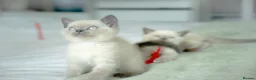 British Shorthair cats for sale: 💙 STUNNING Blue Colourpoint BSH kittens 💙 - Advert 1