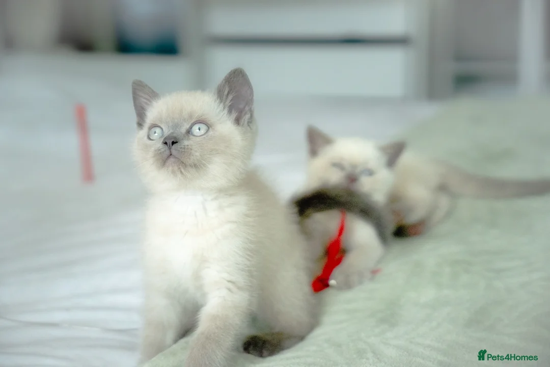 British Shorthair cats for sale: 💙 STUNNING Blue Colourpoint BSH kittens 💙 - Advert 1