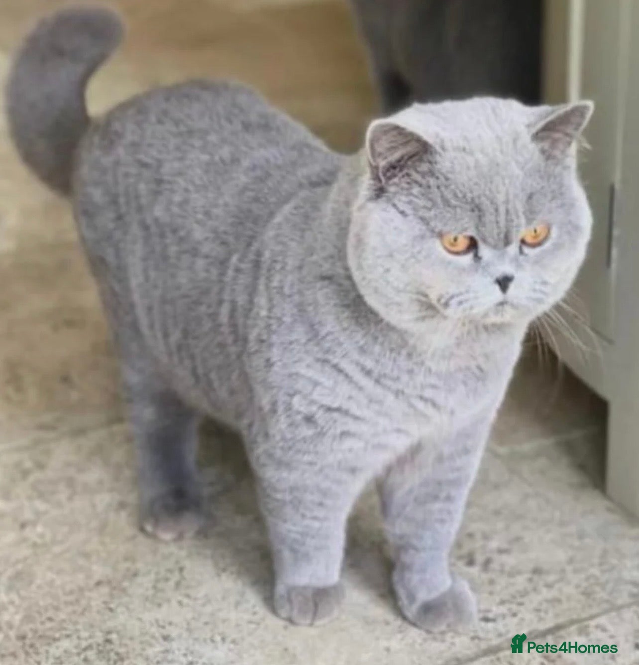 British Shorthair cats Male British short hair kitten - Advert 2