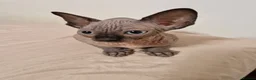 Sphynx cats for sale: Sphynx kitten for sale - Advert 3