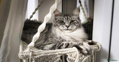 Maine Coon cats - Advert 3