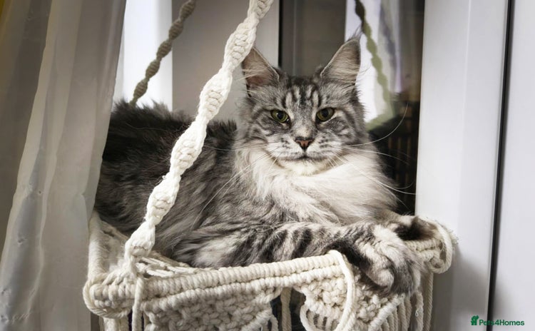 Maine Coon cats - Advert 4