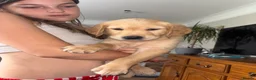Golden Retriever dogs for sale: 5 GOLDEN RETRIEVERS READY NOW 🐾 - Advert 25
