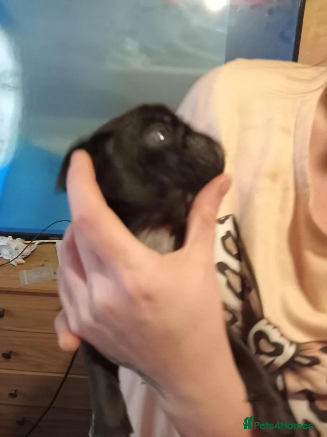 Pug dogs for sale: I have a lovely litter off pug pups for sale  - Advert 7