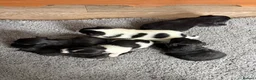 Jack Chi dogs for sale: 6 Adorable Puppies for Sale-4 Black, 2 Blac &White in Stourport-on-Severn - Advert 5