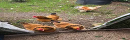 Chickens poultry for sale: 3 Essex buffs hens and a silky cockerel  - Advert 3