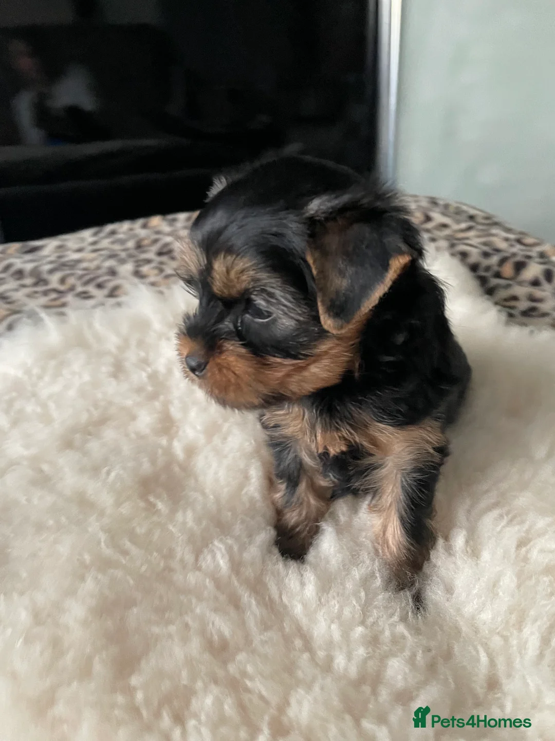 Yorkshire Terrier dogs for sale: Yorkshire terrier puppies available - Advert 2