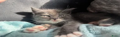 Mixed Breed Kitten 1