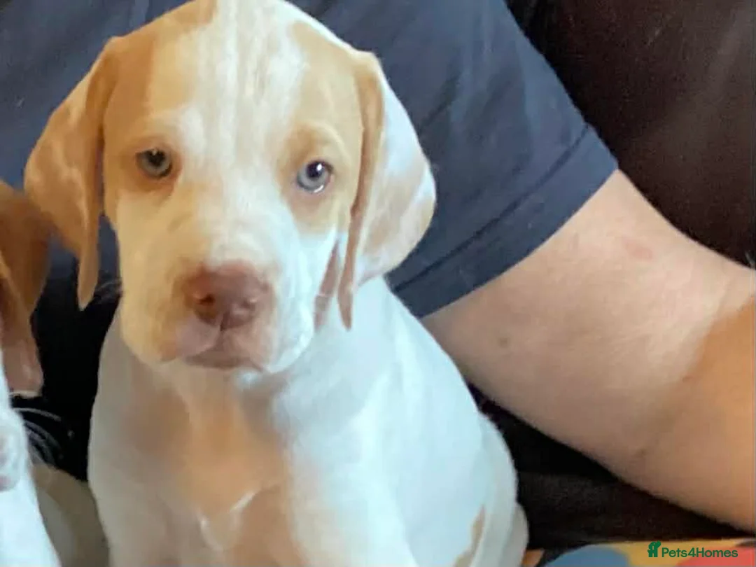 Pointer dogs for sale: Quality Pointer Puppy - Advert 1