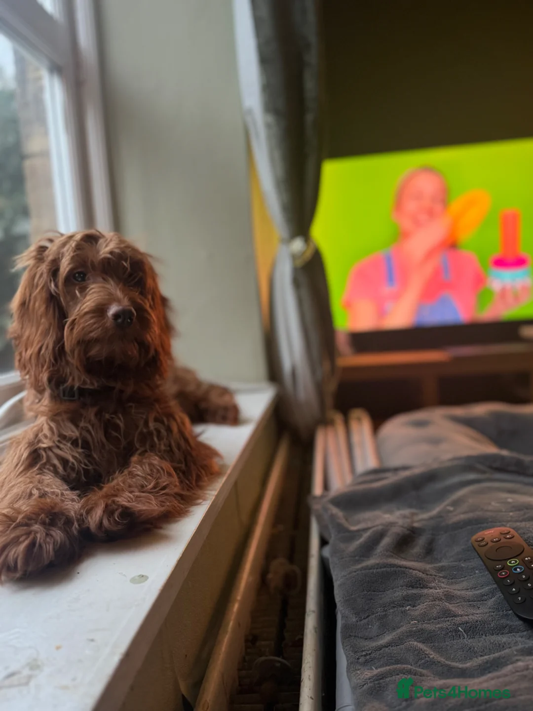 Cockapoo dogs for sale: Well Trained F1 Cockerpoo Puppy - Advert 2