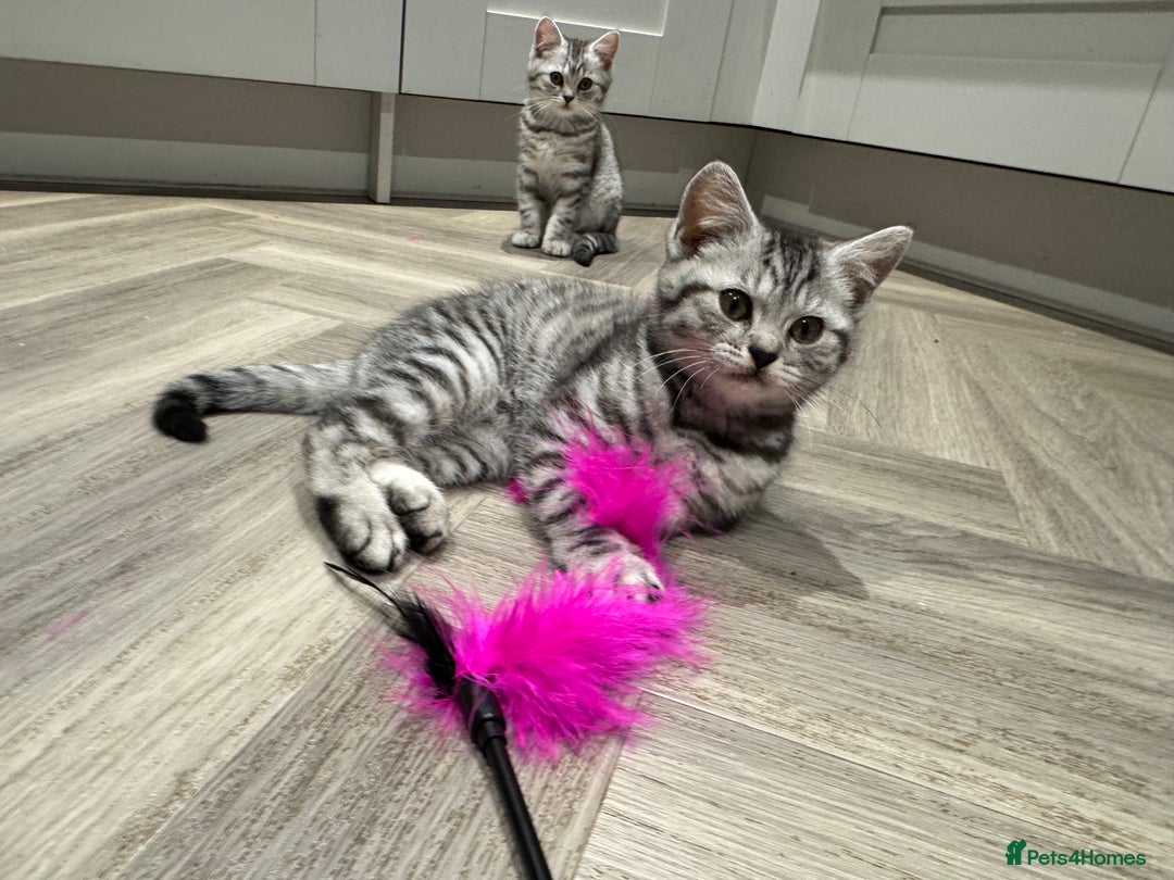 British Shorthair cats for sale: READY NOW GCCF REG BSH SILVER SPOTTED MALE KITTEN - Advert 3