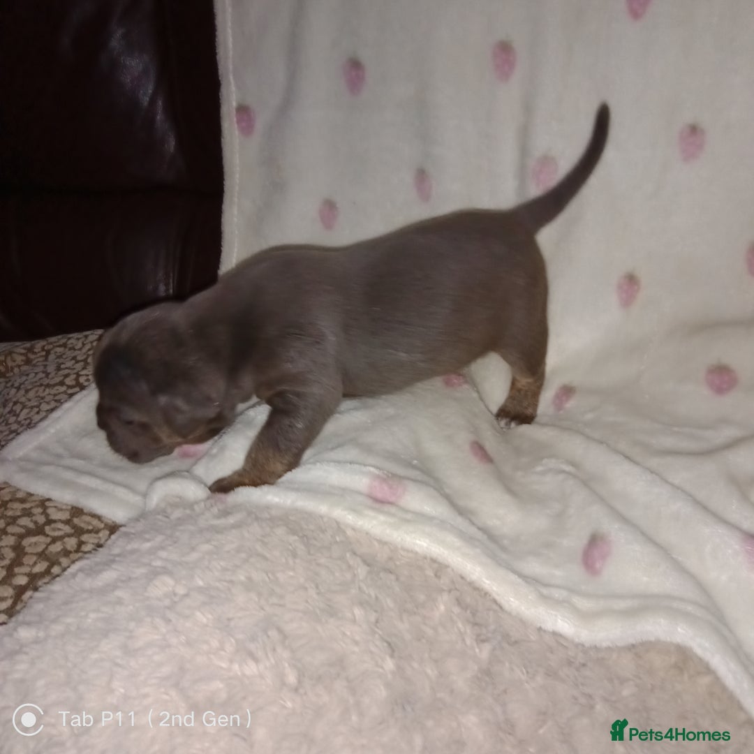 Olde English Bulldogge dogs for sale: Olde English bulldogge puppys - Advert 33