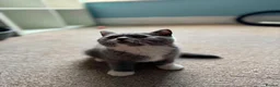 British Shorthair cats for sale: 🐾British Shorthair Kittens GCCF Registered🐾 - Advert 7