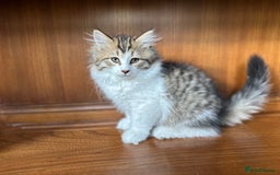 Siberian cats for sale: TICA Hypoallergenic Siberian Kittens family raised - Image 2