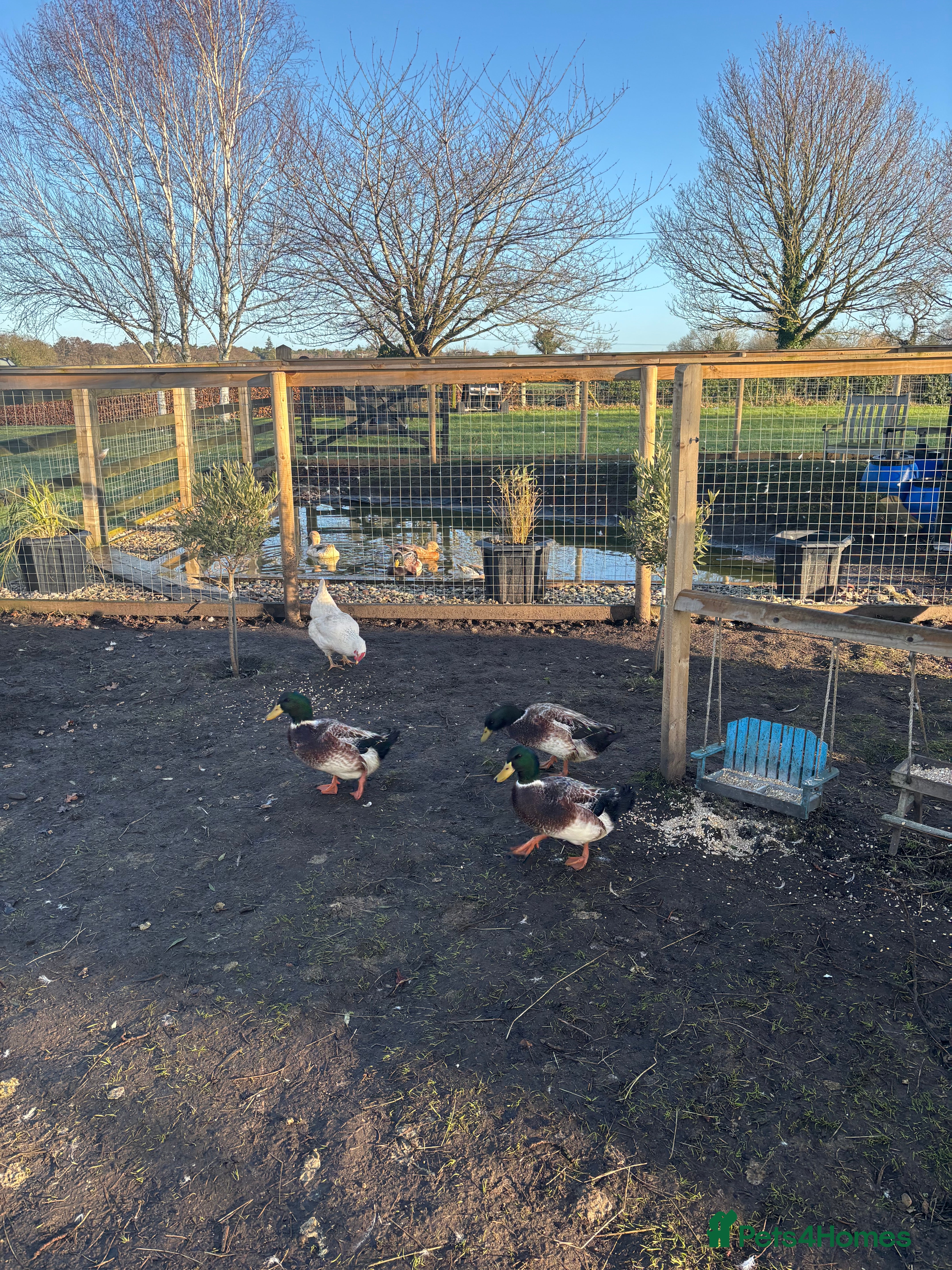 Ducks poultry Welsh harlequin Drakes  - Advert 6