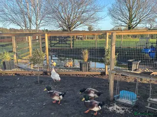 Ducks poultry Welsh harlequin Drakes - Advert 3