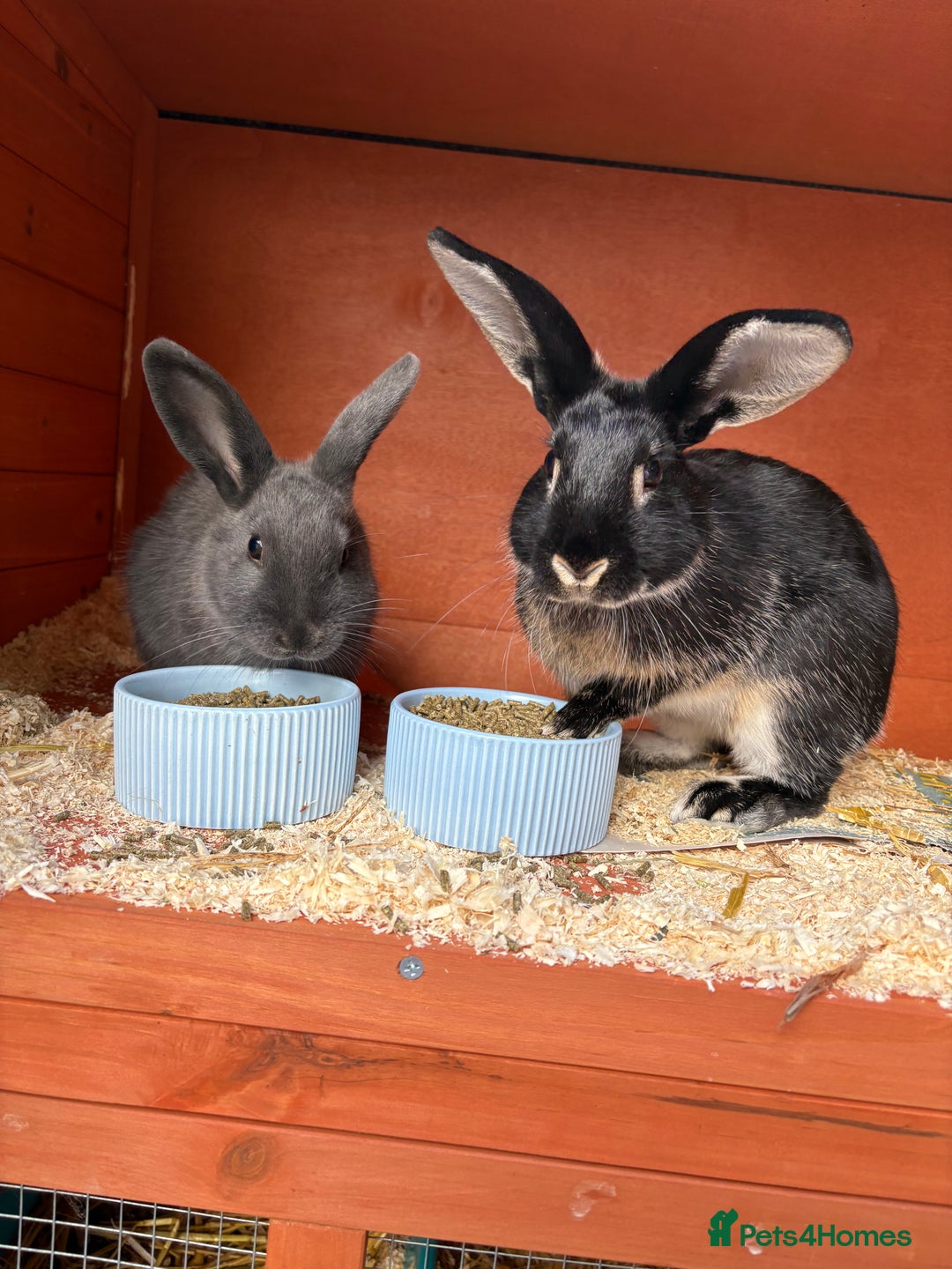 Mixed Breed rabbits for sale: 2 beautiful boys - Advert 1