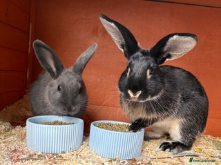 Mixed Breed rabbits 2 beautiful boys - Advert 5