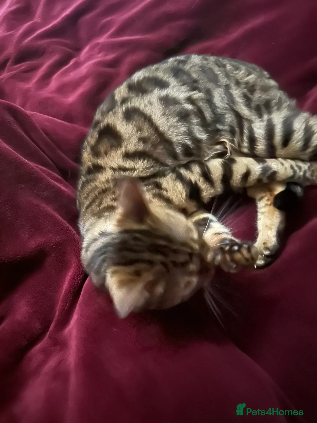 Bengal cats for sale: Much Loved Bengal Girl in Stockton-on-Tees - Advert 1