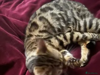 Bengal cats Much Loved Bengal Girl - Advert 1