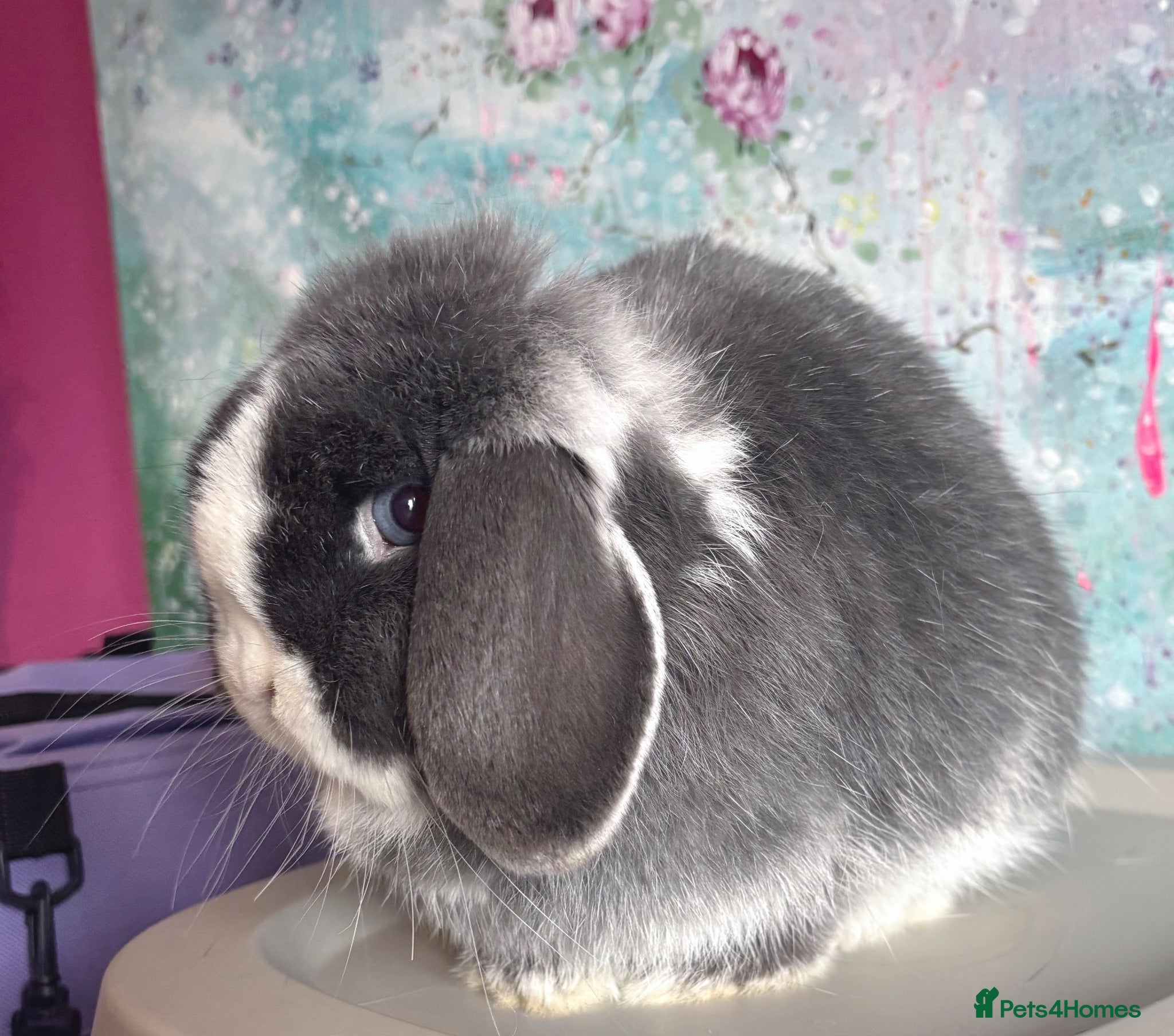 Mini Lop rabbits Beautiful Mini Lops Available  - Advert 1