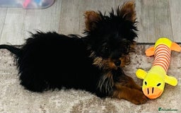 Yorkshire Terrier dogs for sale: Tiny Yorkshire terrier boy - Image 1
