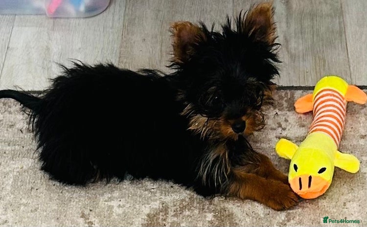 Yorkshire Terrier dogs - Advert 5