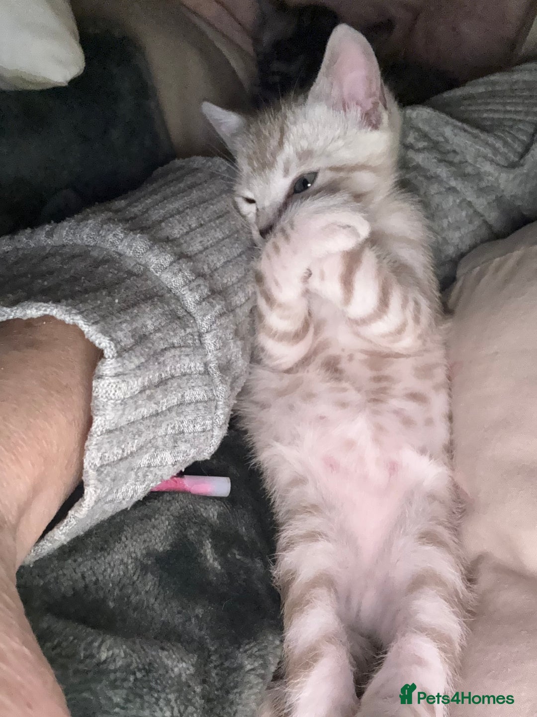 Bengal cats for sale: 💙Stunning Silver Mink Bengal TICA registered  - Image 34